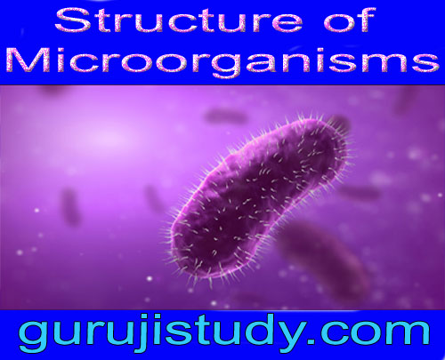 BSc 2nd Year Structure of Microorganisms Microbiology Notes Study Material